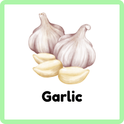 Garlic - Fruits and Vegetables Names