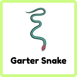 Garter Snake - Snakes Names