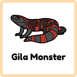 Gila Monster - Reptiles Names