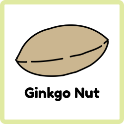 Ginkgo Nut