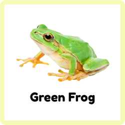 Green Frog | Amphibians Names