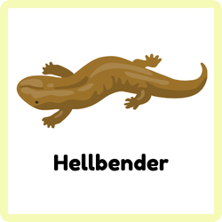 Hellbender | Amphibians Names