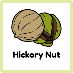 Hickory Nut