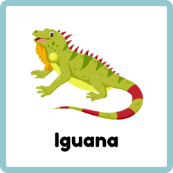 Iguana - Reptiles Names