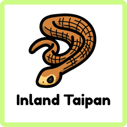 Inland Taipan - Snakes Names