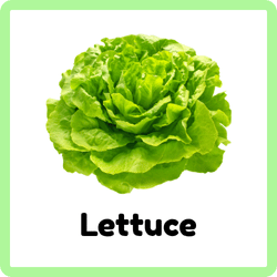 Lettuce | Leafy Vegetables