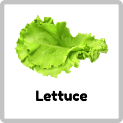 Lettuce