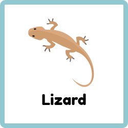 Lizard - Reptiles Names