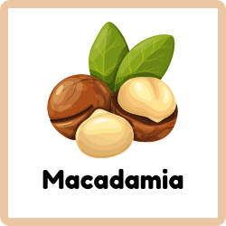 Macadamia - Nuts Names