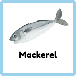 Mackerel