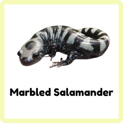 Marbled Salamander | Amphibians Names