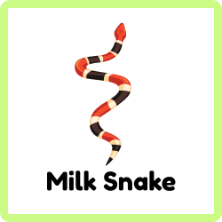 Milk Snake - Snakes Names