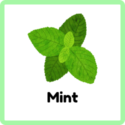 Mint