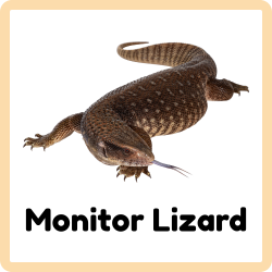 Monitor Lizard - Reptiles Names