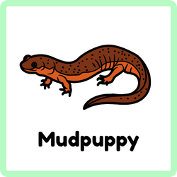 Mudpuppy | Amphibians Names