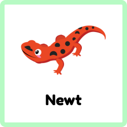 Newt | Amphibians Names