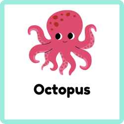Octopus