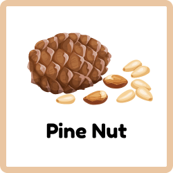 Pine Nut - Nuts Names