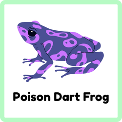 Poison Dart Frog | Amphibians Names