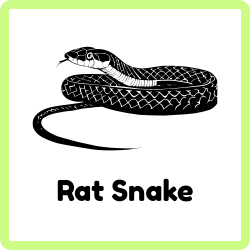 Rat Snake