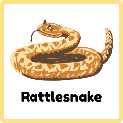 Rattlesnake - Snakes Names