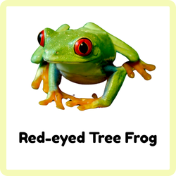 Red-eyed Tree Frog | Amphibians Names