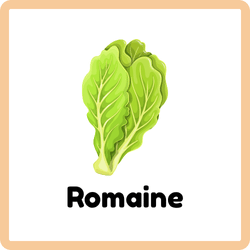 Romaine