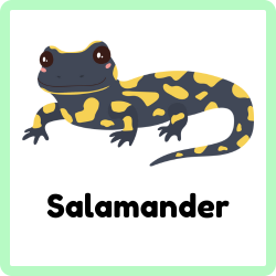 Salamander | Amphibians Names