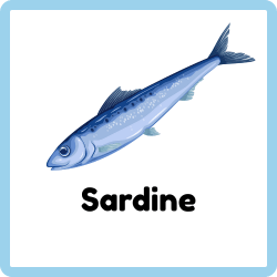 Sardine
