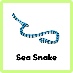 Sea Snake