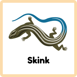 Skink - Reptiles Names