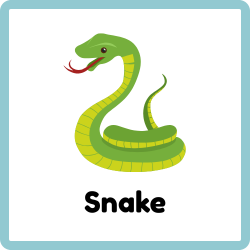Snake - Reptiles Names