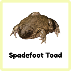 Spadefoot Toad | Amphibians Names