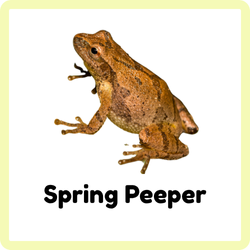 Spring Peeper | Amphibians Names