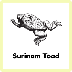 Surinam Toad | Amphibians Names