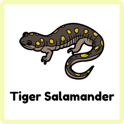 Tiger Salamander | Amphibians Names