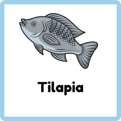 Tilapia