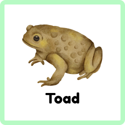 Toad | Amphibians Names