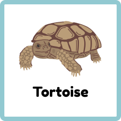 Tortoise - Reptiles Names