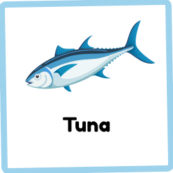 Tuna | Eatable Fish Names