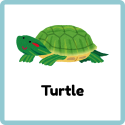 Turtle - Reptiles Names