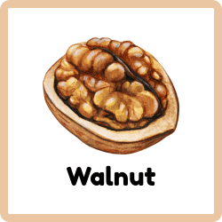 Walnut - Nuts Names