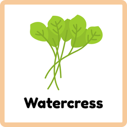 Watercress