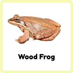 Wood Frog | Amphibians Names