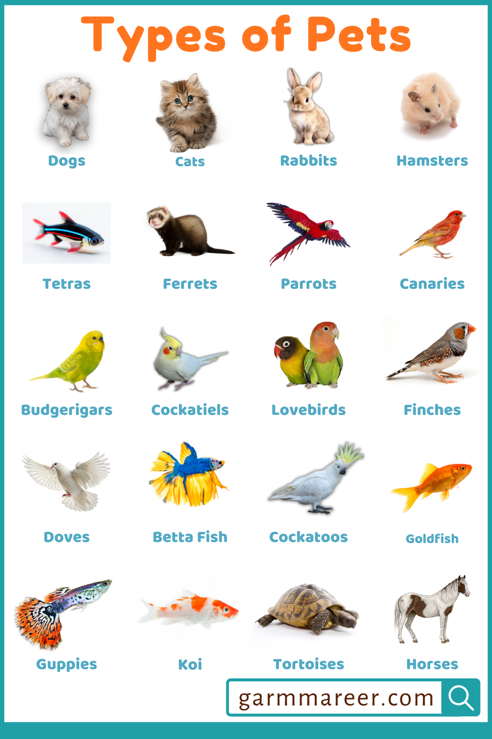 Pets Names in English with their Pictures: Cute Pets