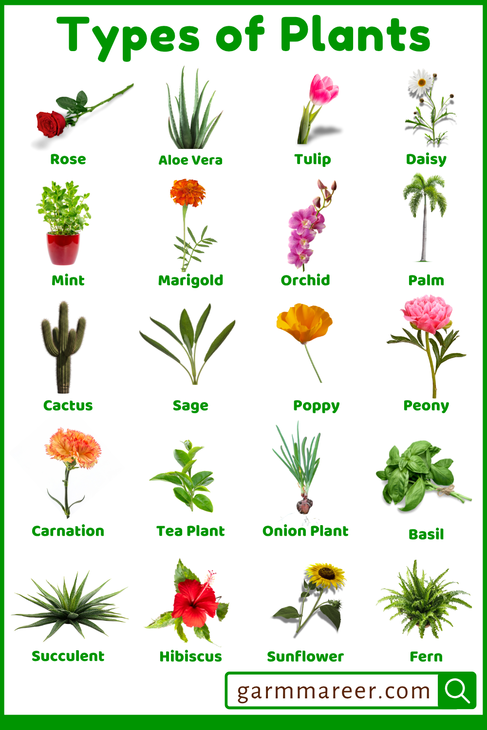 Plants Names List in English with Pictures